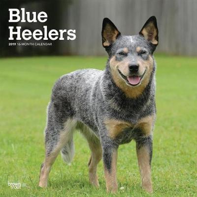 Blue Heelers 2019 Square by Inc Browntrout Publishers image