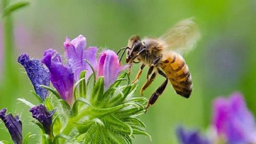 NZ Seed Bombs: Bees