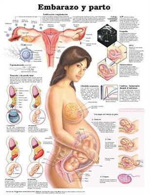 Pregnancy and Birth Anatomical Chart in Spanish (Embarazo Y Parto) image