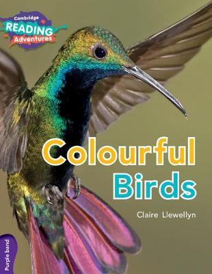Colourful Birds Purple Band by Claire Llewellyn image