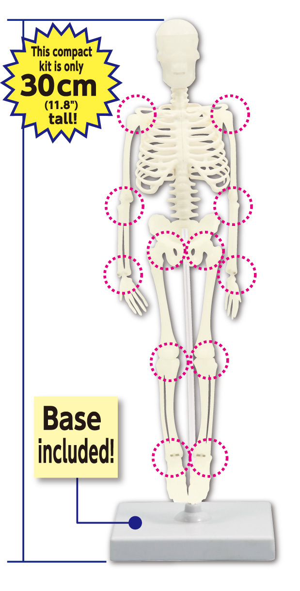 Artec Hands-on Lab - Bone Assembly image