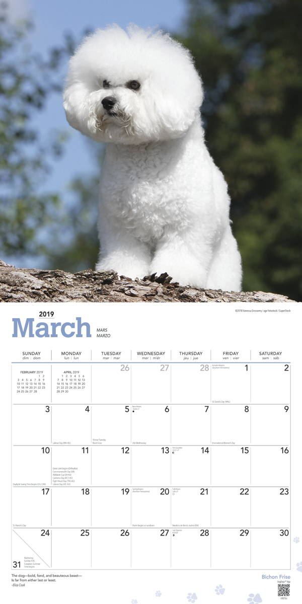 Bichon Frise 2019 Square Wall Calendar image