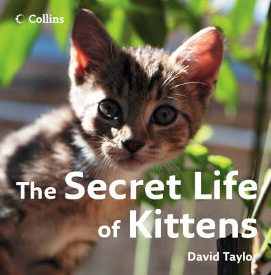 The Secret Life of Kittens on Hardback by David Taylor