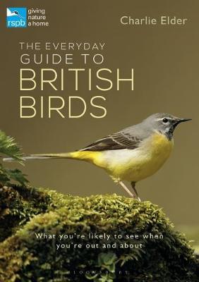 The Everyday Guide to British Birds by Charlie Elder image