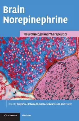 Brain Norepinephrine image