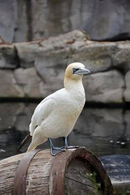 Northern Gannet Bird Journal by Cs Creations image