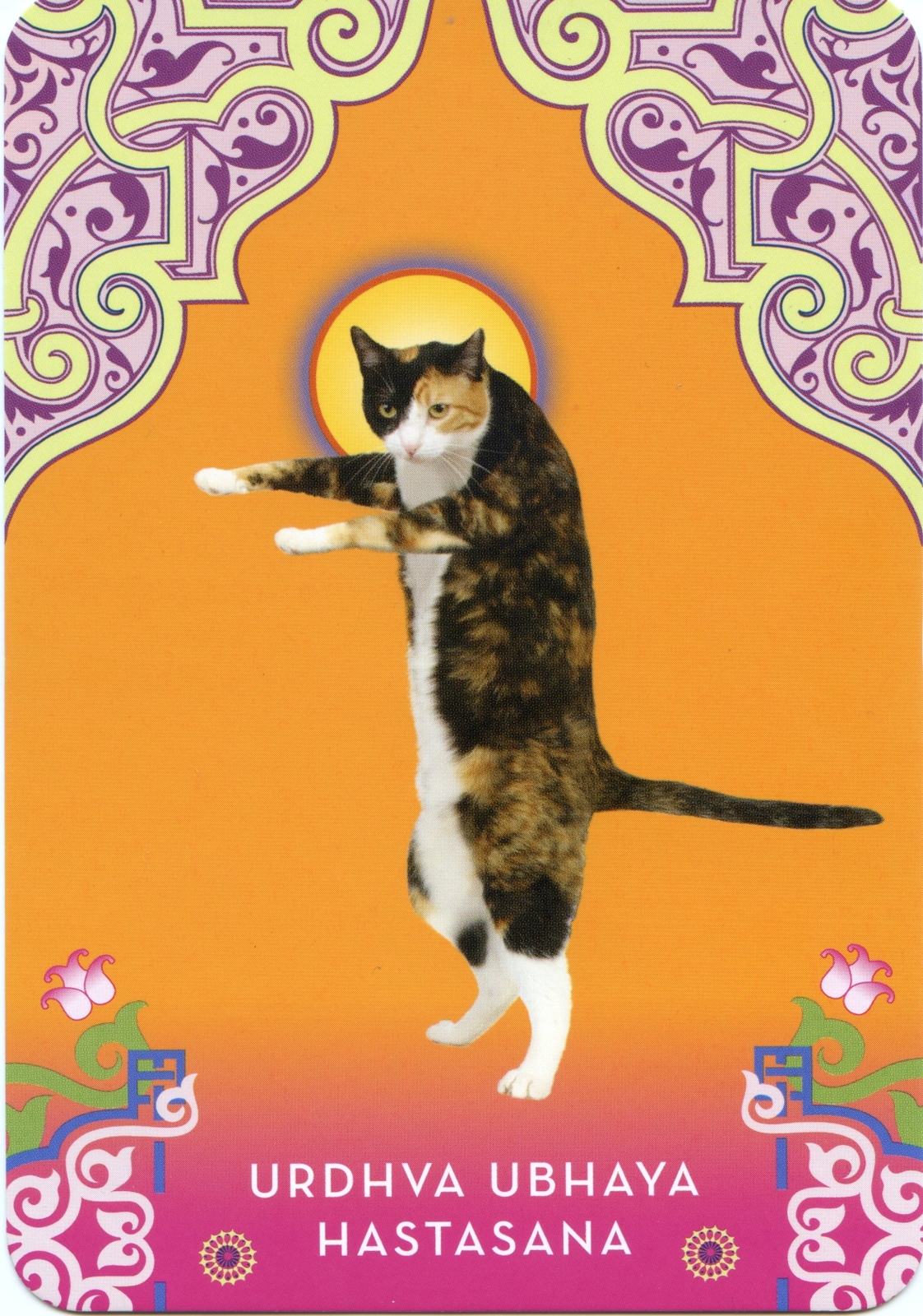 Cat Yoga Postcards image