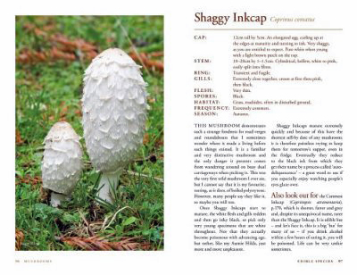 Mushrooms: River Cottage Handbook No.1 on Hardback by John Wright