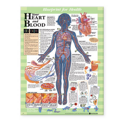 Your Heart and Blood Chart