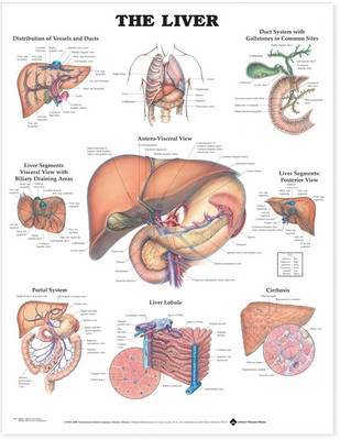 The Liver Anatomical Chart image
