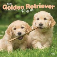 Buy Golden Retriever Puppies 2020 Square Wall Calendar At Mighty Ape Nz