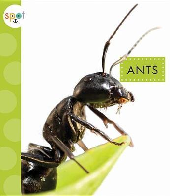 Ants by Nessa Black image