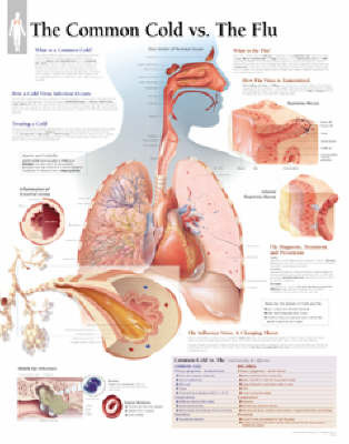 Common Cold and the Flu image