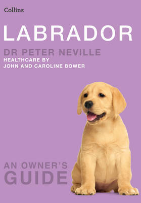Labrador by Peter Neville image