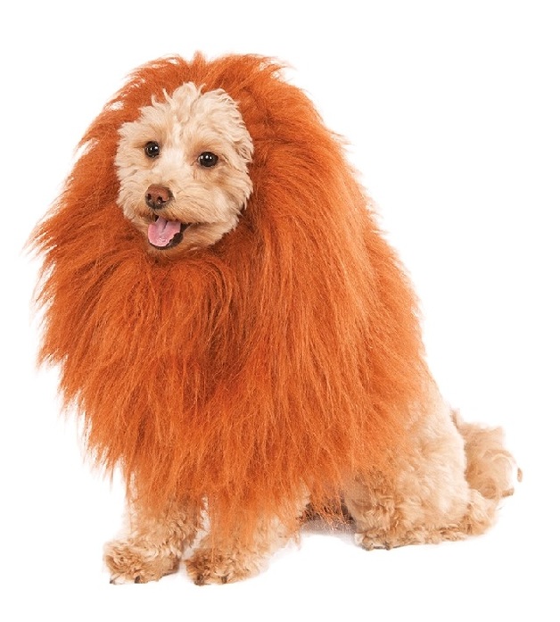 lion manes for dogs