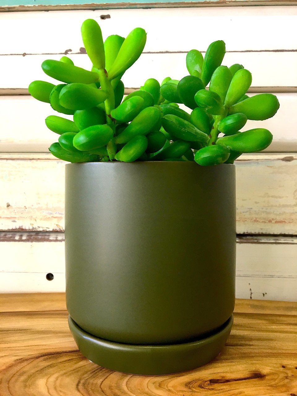 General Eclectic: Small Oslo Planter - Avocado image