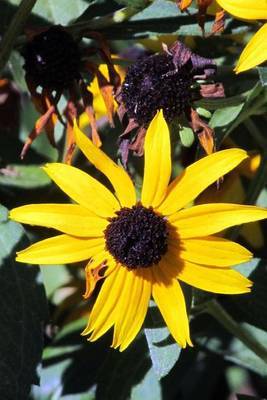 Brown-Eyed Susan Flower Journal by Cs Creations image