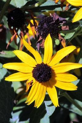 Brown-Eyed Susan Flower Journal on Paperback by Cs Creations