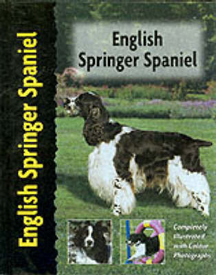 English Springer Spaniel image