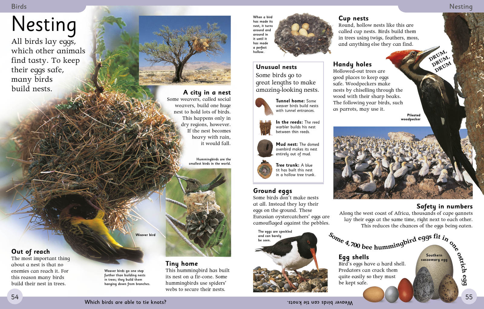 First Animal Encyclopedia by DK image