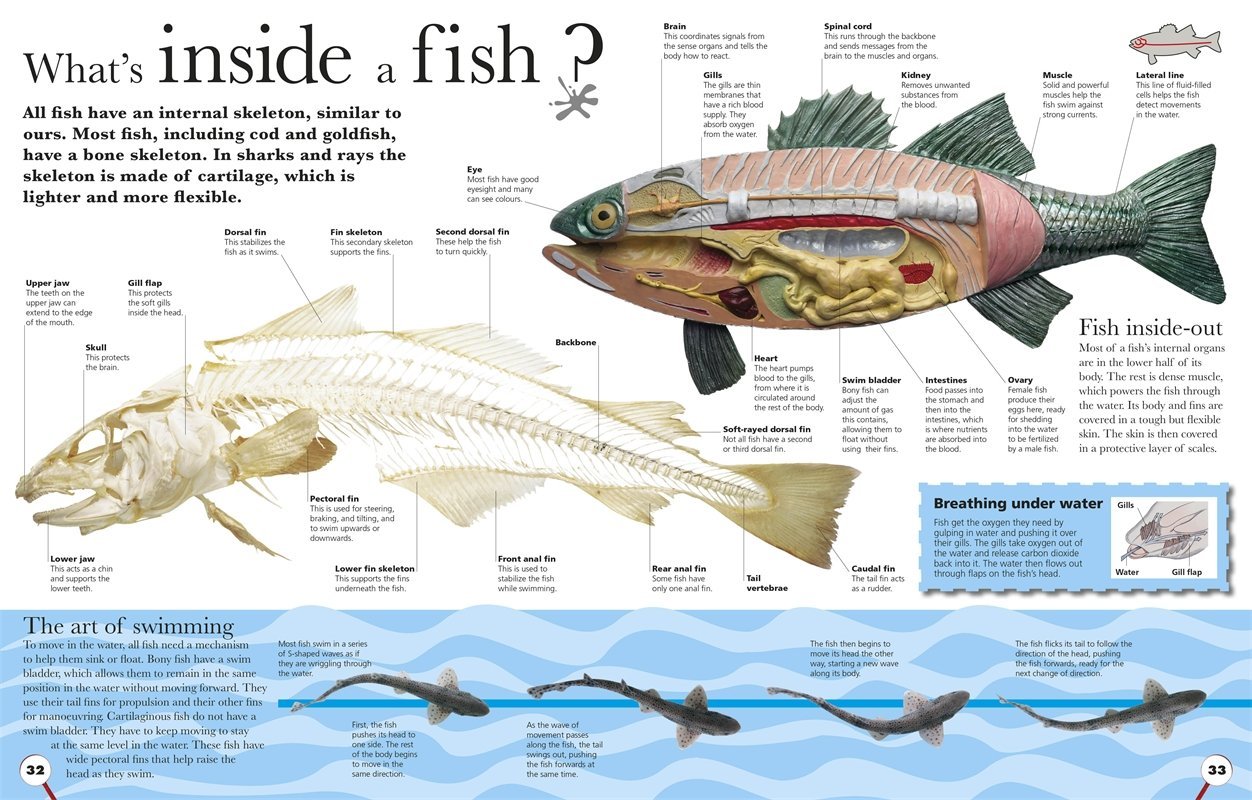 Everything You Need to Know about Sharks: And Other Creatures of the Deep by DK Publishing image