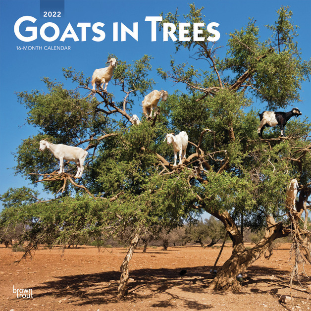 Goats in Trees – 2022 Square Wall Calendar