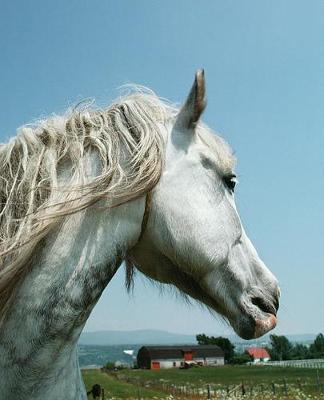 Horse Photo School Composition Book Equine Gazing Dappled Grey by Distinctive Journals image