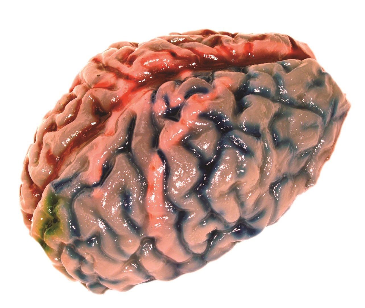 Scientific Explorer: Disgusting Anatomy - Brain Science Kit image