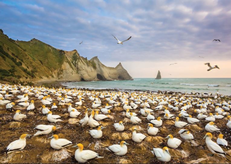 Holdson: Explore New Zealand: Series 2 - Gannet Colony, Cape Kidnappers - 100 Piece Puzzle image