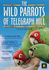 The Wild Parrots Of Telegraph Hill on DVD The Wild Parrots Of Telegraph Hill on DVD