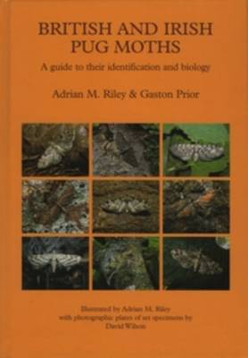 British and Irish Pug Moths - a Guide to their Identification and Biology by Adrian M. Riley image