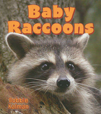 Baby Raccoons by Bobbie Kalman image