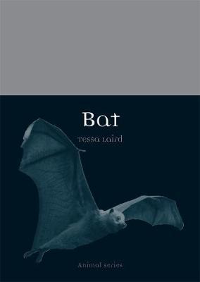 Bat by Tessa Laird image