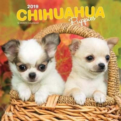 Chihuahua Puppies 2019 Square Wall Calendar by Inc Browntrout Publishers image