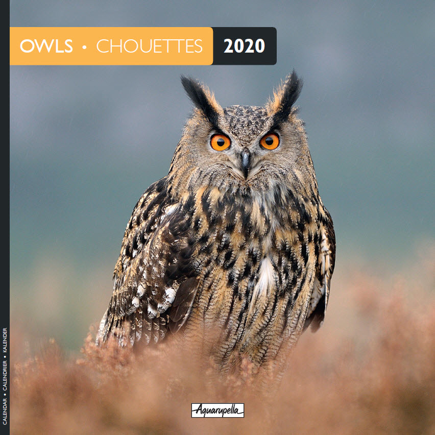Aquarupella: 2020 Wall Calendar - Owls image