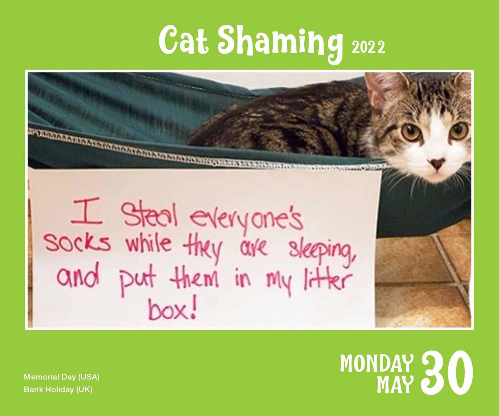 buy-cat-shaming-2022-day-to-day-calendar-at-mighty-ape-australia