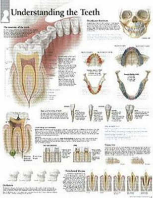 Understanding Teeth image
