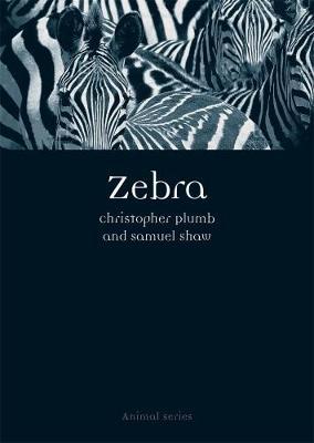 Zebra by Christopher Plumb image