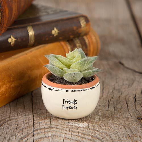 Natural Life: Succulent - Friends image
