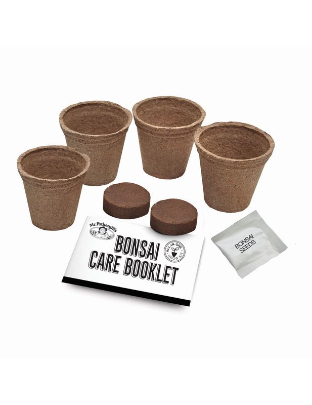 Mr Fothergills Bonsai Starter Kit Jacaranda at Mighty Ape NZ