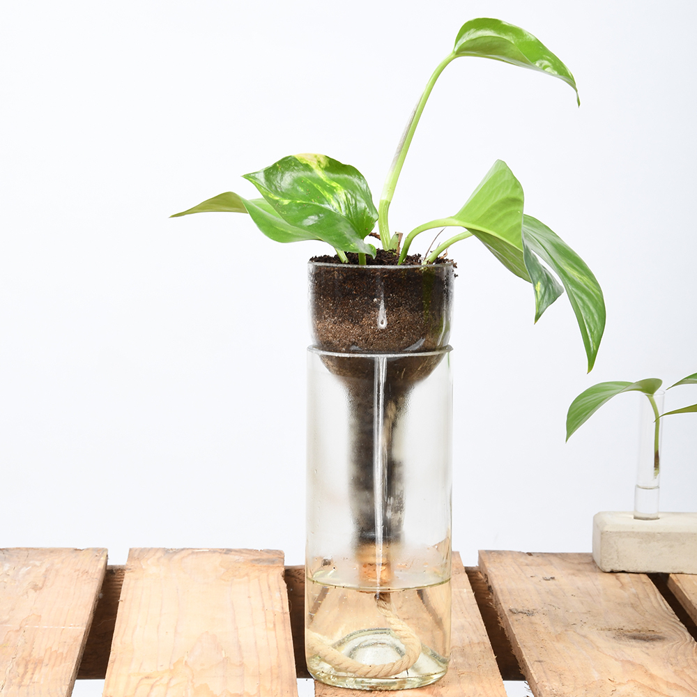 Self Watering Bottle Planter at Mighty Ape NZ
