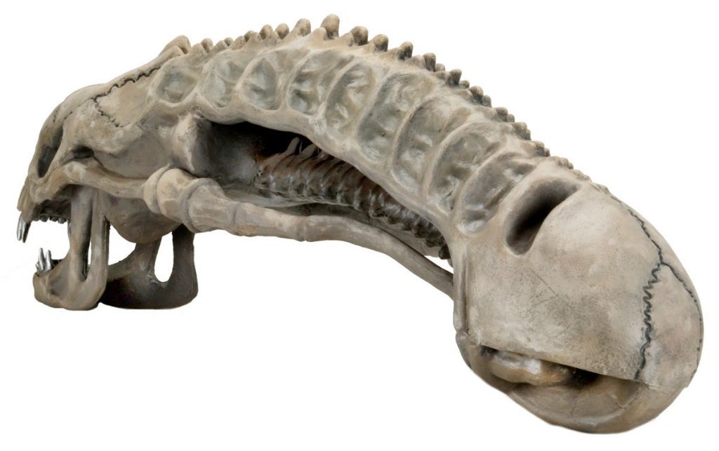 Aliens: Xenomorph Skull - 36" Foam Replica image