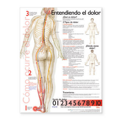 Understanding Pain Anatomical Chart in Spanish image