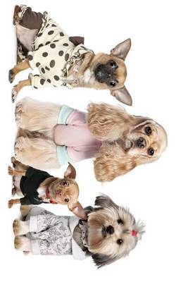 Chihuahua, Shih Tzu, and Cocker Spaniel Dressed Up image