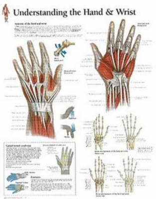 Understanding the Hand and Wrist image