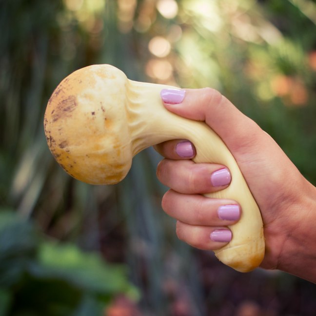 Buy Stress Mushroom Matsutake at Mighty Ape NZ