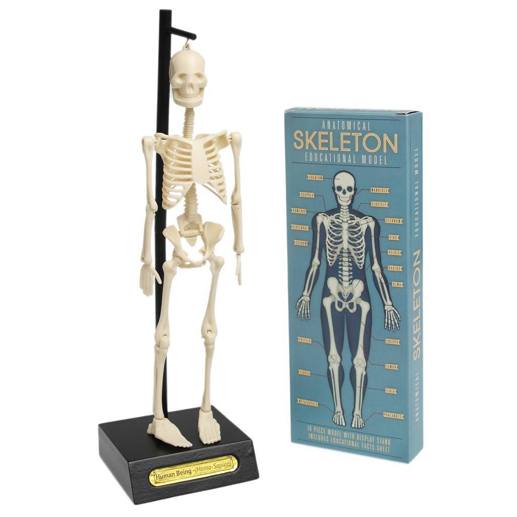 Anatomical Skeleton Model image