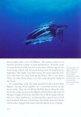 Life in Cold Blood (BBC) by David Attenborough image