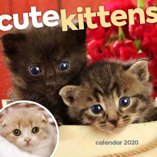 Cute Kittens 2020 Mini Wall Calendar