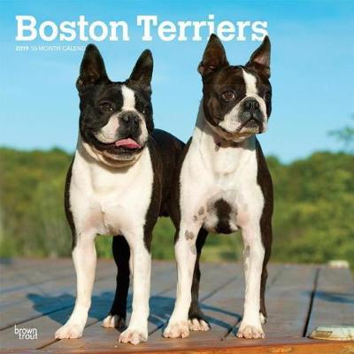Boston Terriers 2019 Square Wall Calendar by Inc Browntrout Publishers image